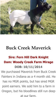 Buck Creek Maverick  Sire: Fern Hill Dark Knight Dam: Woody Creek Farm Mirage DOB: 10/11/2014 We purchased Maverick from Buck Creek Fainters in Indiana as a 4 month old. He has no MGR points, but has sired MGR point earners. We sold him to a farm in Oregon, but his bloodlines still run deep at our farm.