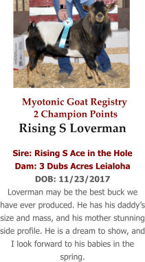 Myotonic Goat Registry  Rising S Loverman  Sire: Rising S Ace in the Hole Dam: 3 Dubs Acres Leialoha DOB: 11/23/2017 Loverman may be the best buck we have ever produced. He has his daddy’s size and mass, and his mother stunning side profile. He is a dream to show, and I look forward to his babies in the spring.  2 Champion Points