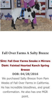 Fall Over Farms A Salty Breeze Sire: Fall Over Farms Smoke n Mirrors Dam: Fainted Hearted Ranch Spring Breeze DOB: 04/28/2016 We purchased Salty Breeze from Pam Weeks of Fall Over Farms in California. He has incredible bloodlines, and great conformation. He also has one MGR point.