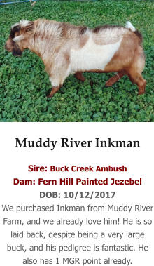Muddy River Inkman Sire: Buck Creek Ambush Dam: Fern Hill Painted Jezebel DOB: 10/12/2017 We purchased Inkman from Muddy River Farm, and we already love him! He is so laid back, despite being a very large buck, and his pedigree is fantastic. He also has 1 MGR point already.