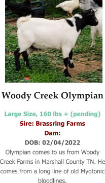 Woody Creek Olympian Large Size, 160 lbs + (pending) Sire: Brassring Farms  Dam:  DOB: 02/04/2022 Olympian comes to us from Woody Creek Farms in Marshall County TN. He comes from a long line of old Myotonic bloodlines.
