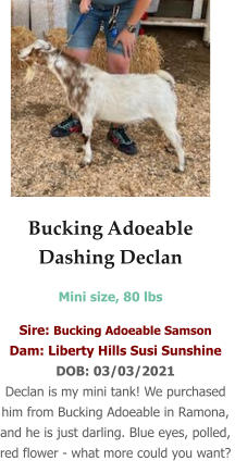 Bucking Adoeable Dashing Declan Mini size, 80 lbs    Sire: Bucking Adoeable Samson Dam: Liberty Hills Susi Sunshine DOB: 03/03/2021 Declan is my mini tank! We purchased him from Bucking Adoeable in Ramona, and he is just darling. Blue eyes, polled, red flower - what more could you want?